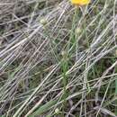 Imagem de Linum hudsonioides Planch.