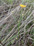 Image of Texas flax