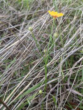 Слика од Linum hudsonioides Planch.