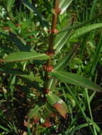 صورة Ammannia latifolia L.