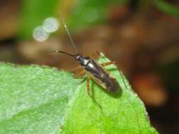 Sivun Garganus vilcanisensis Carvalho 1992 kuva