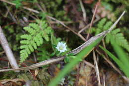 صورة Gentiana flavomaculata var. yuanyanghuensis Chih H. Chen & J. C. Wang