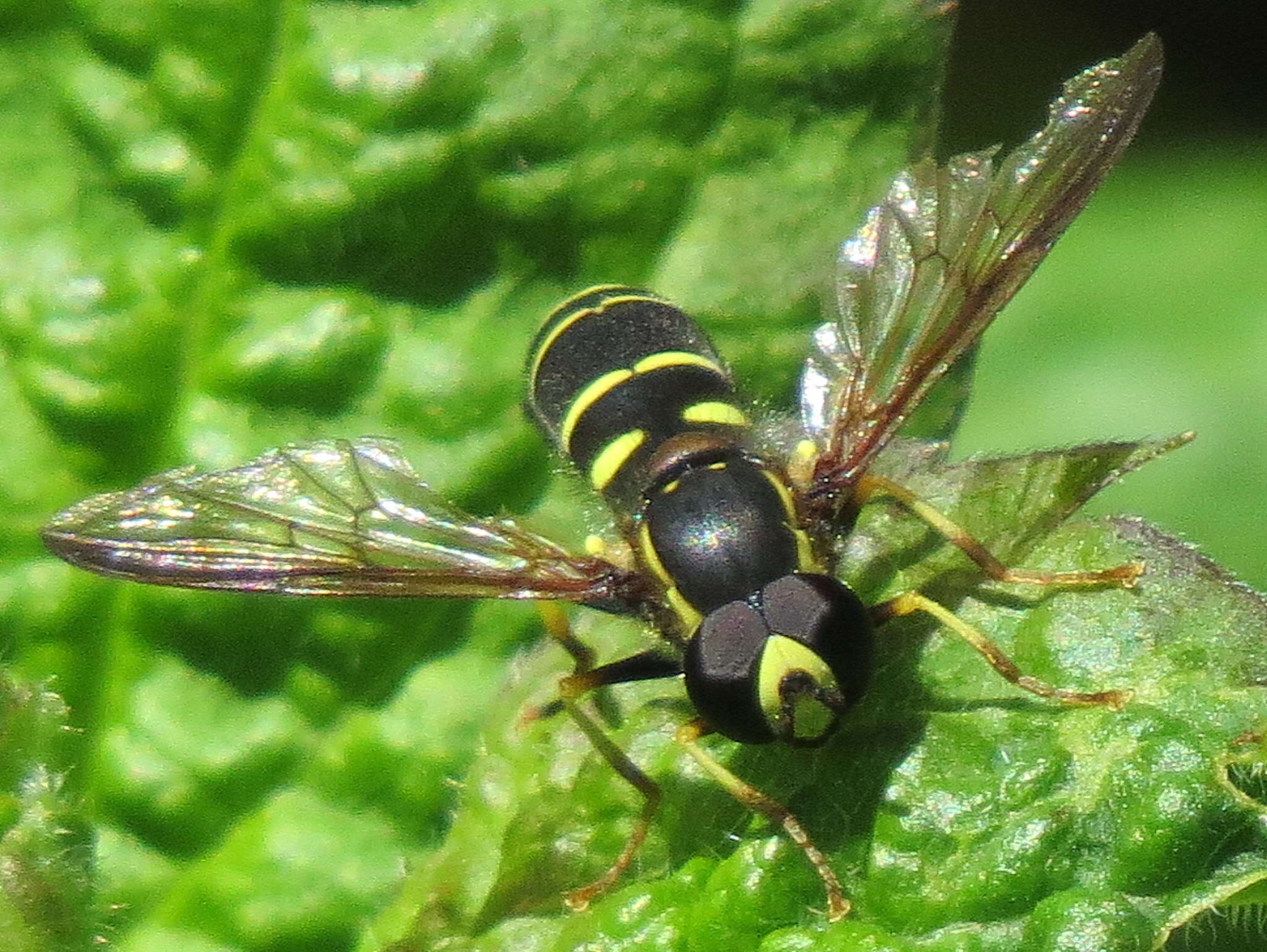 صورة Doros aequalis Loew 1863