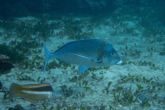 صورة Nemadactylus douglasii (Hector 1875)