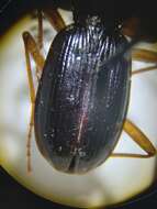 Image of Nebria (Reductonebria) eschscholtzii Ménétriés 1843