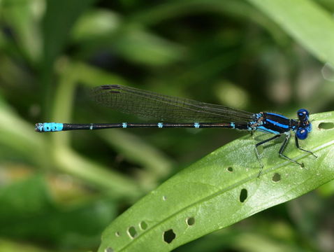 Image of <i>Argia sedula</i> (Hagen 1861)