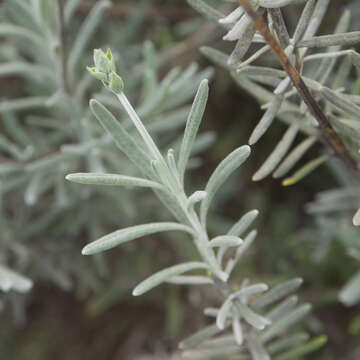 Слика од Lavandula angustifolia Mill.