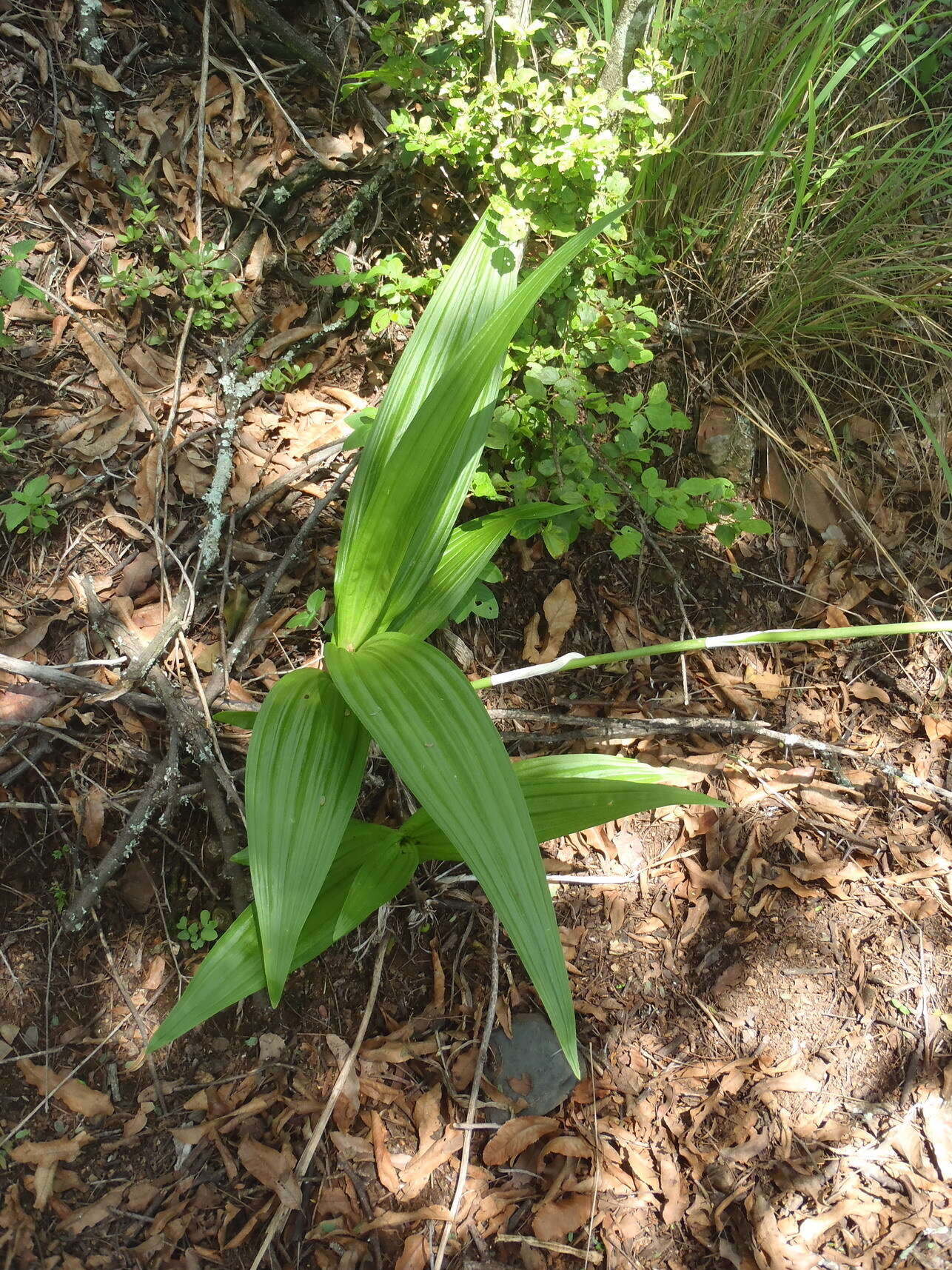 Plancia ëd Eulophia streptopetala Lindl.