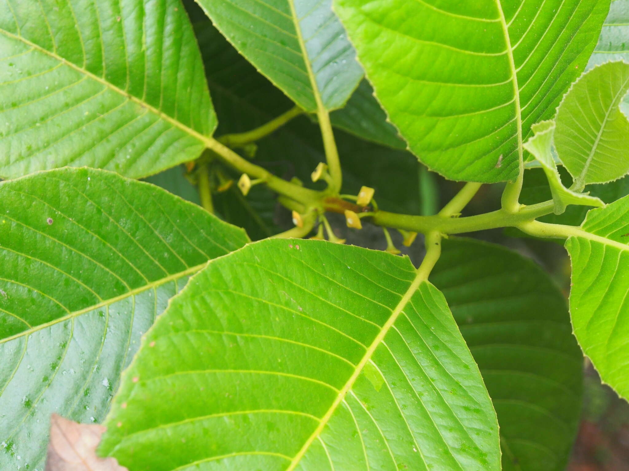 Image of Siparuna pauciflora (Beurl.) A. DC.