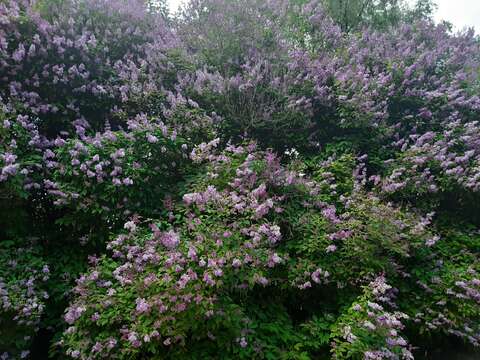 Image of Syringa josikaea J. Jacq. ex Rchb.