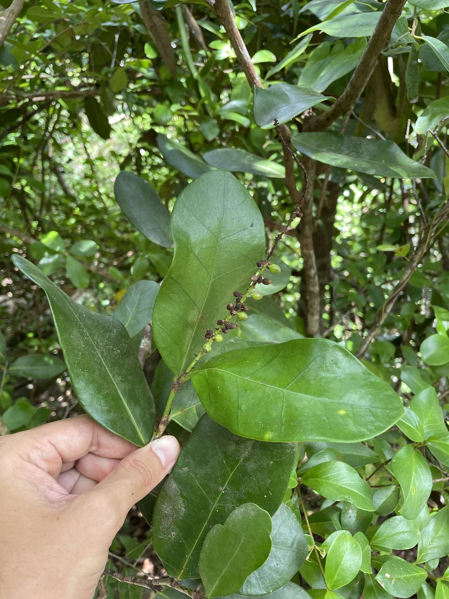 Coccoloba costata Wright apud Sauvalle resmi