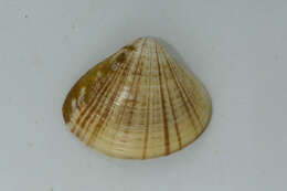 Image of streaked sand clam