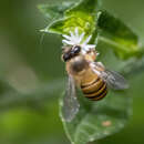 Image of Apis nigrocincta Smith 1860