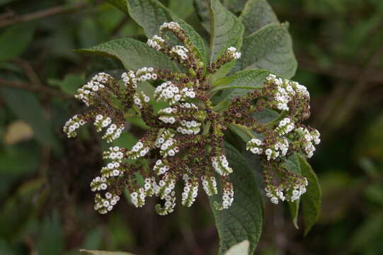 Image de Tournefortia rufosericea Hook. fil.