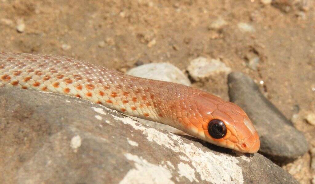 Image of Red Beaked Snake
