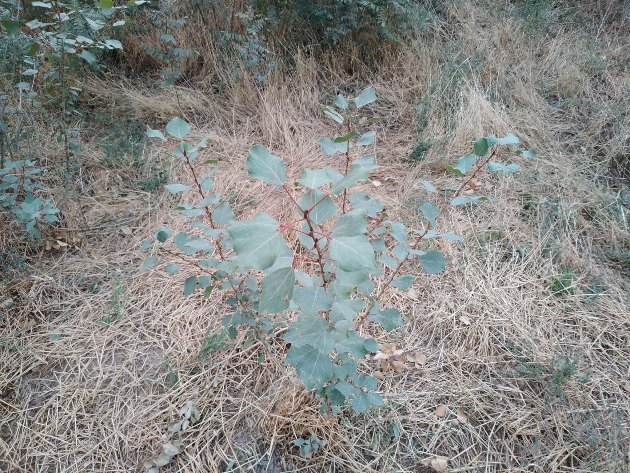 Image of Populus nigra var. italica (Moench.) Koehne