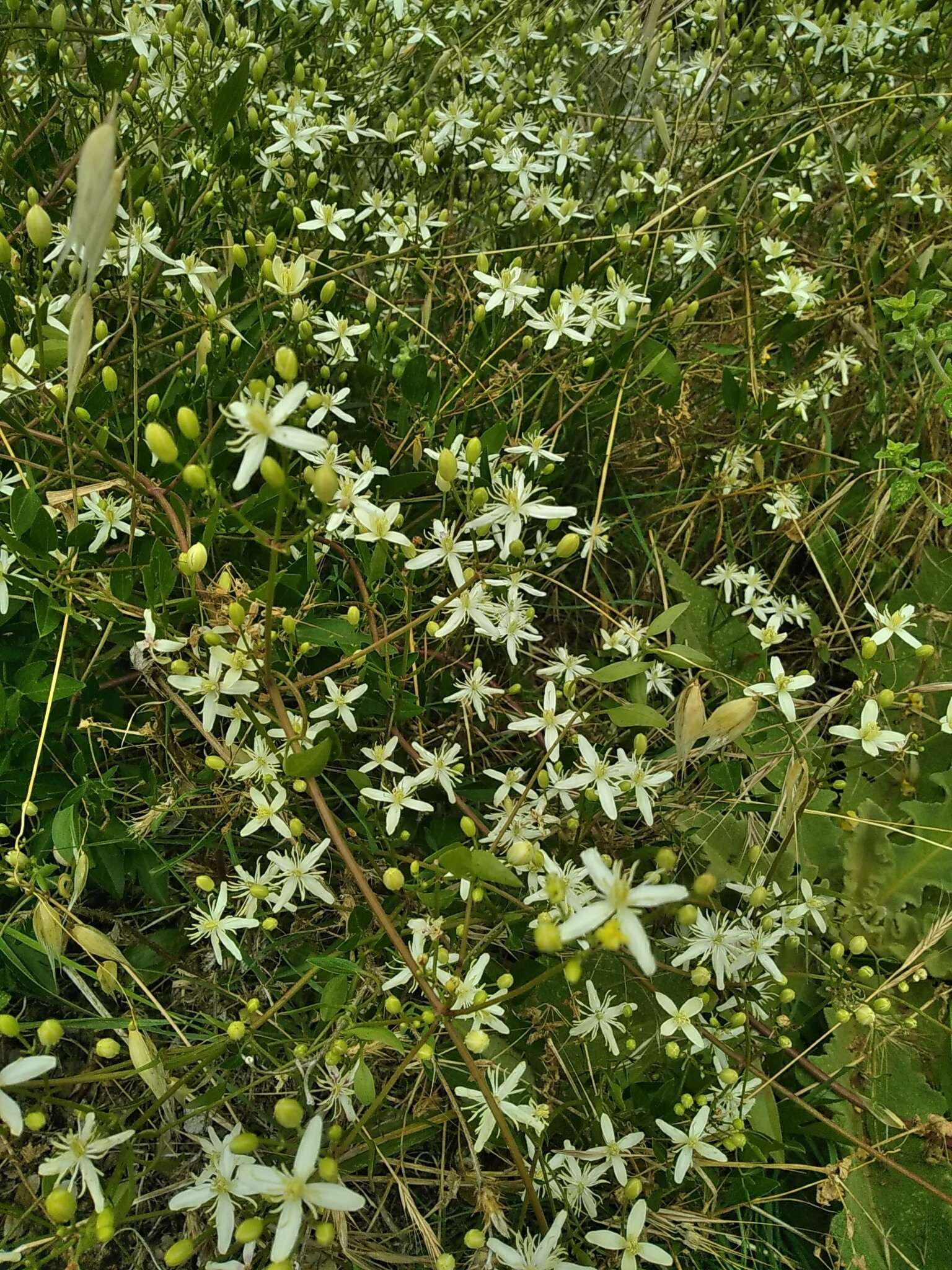 Image of fragrant clematis