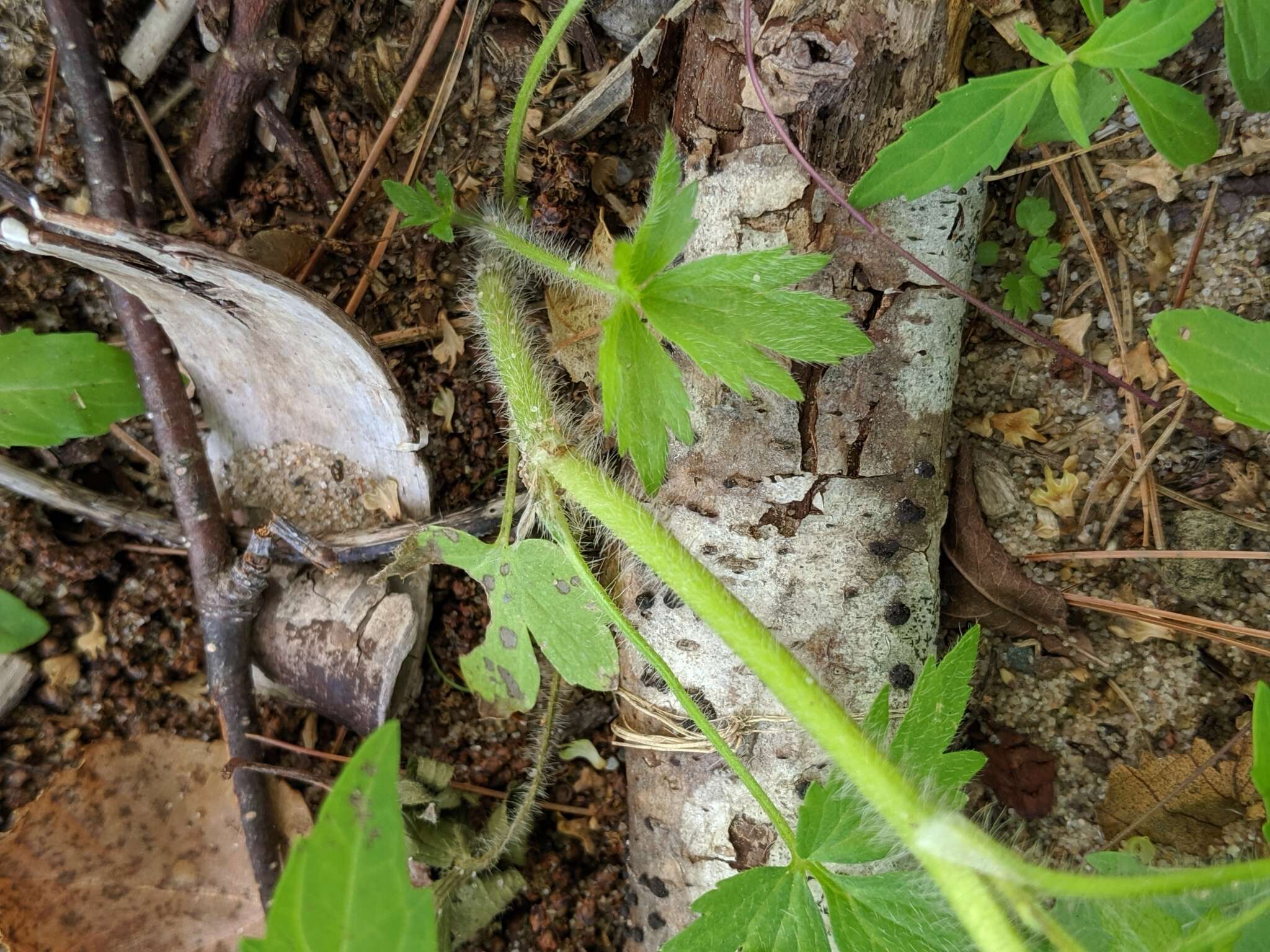 Imagem de Ranunculus pensylvanicus L. fil.