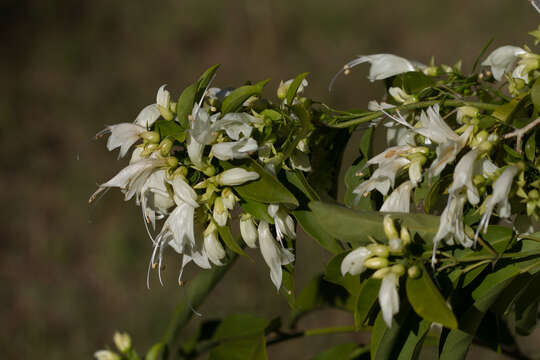 صورة Oxera brevicalyx (Moldenke) de Kok