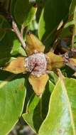 Image of Foetidia retusa Blume