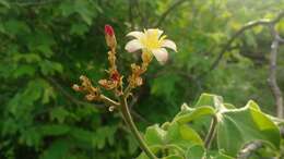 Image of Jatropha mollissima (Pohl) Baill.