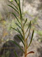 Image of Felicia hyssopifolia (Berg.) Nees