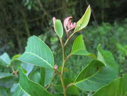 Image of Annona neosericea H. Rainer