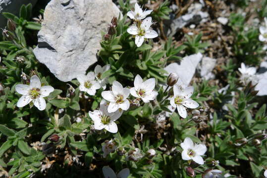 Слика од Facchinia cerastiifolia (Ramond ex DC.) Dillenb. & Kadereit