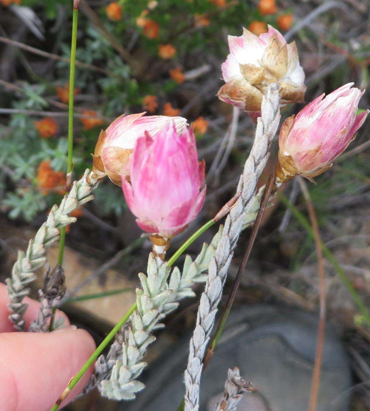 Image of Pink Sewejaartjie