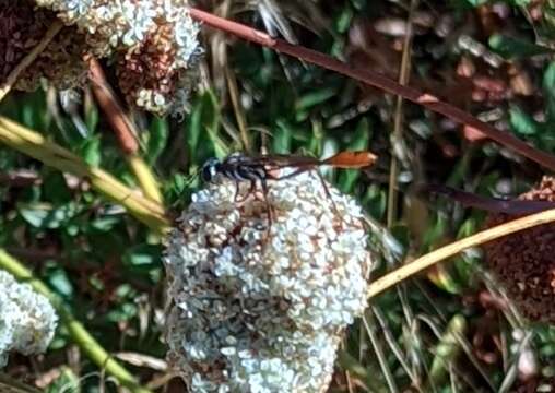 Слика од Ammophila aberti Haldeman 1852