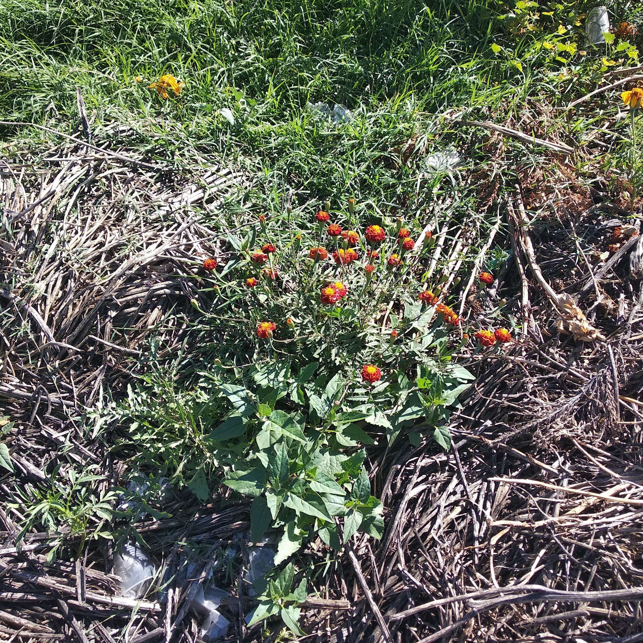 Image of French marigold