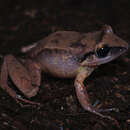 Слика од Eleutherodactylus ruthae Noble 1923