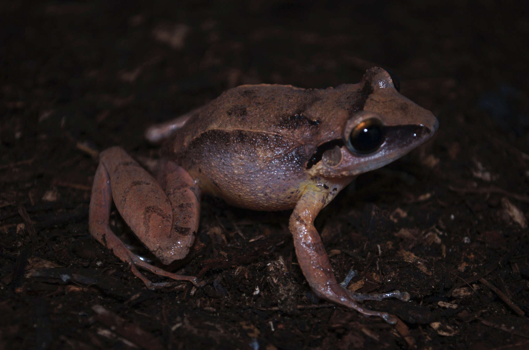 Image of Ruth's robber frog