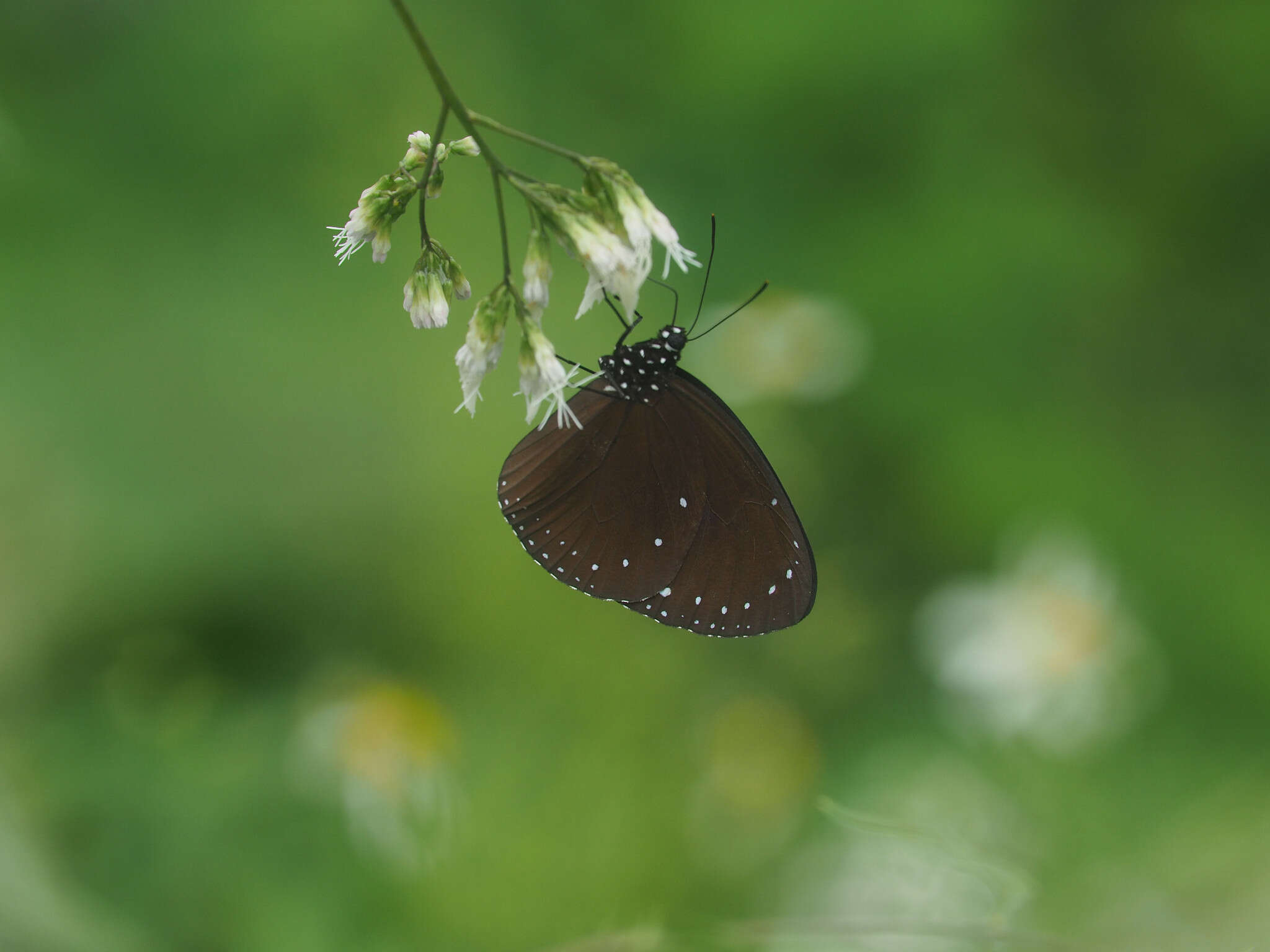 Image of Eastern Brown Crow