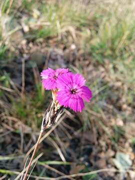 Image of Sequier's pink