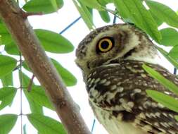 Image of Spotted Owlet