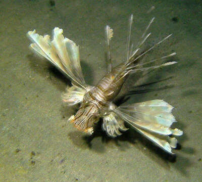 Pterois miles (Bennett 1828) resmi