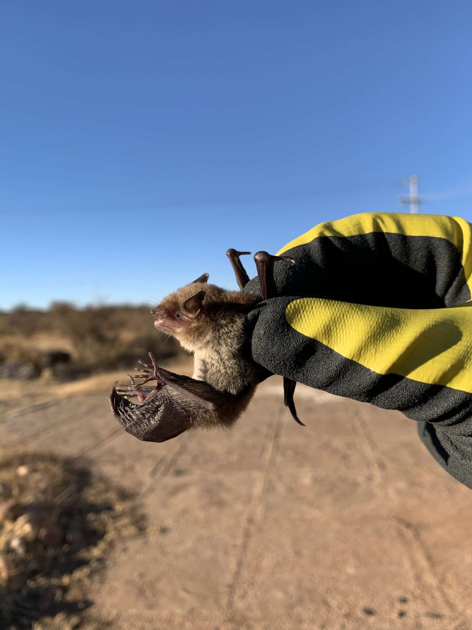 Image of Cave Myotis