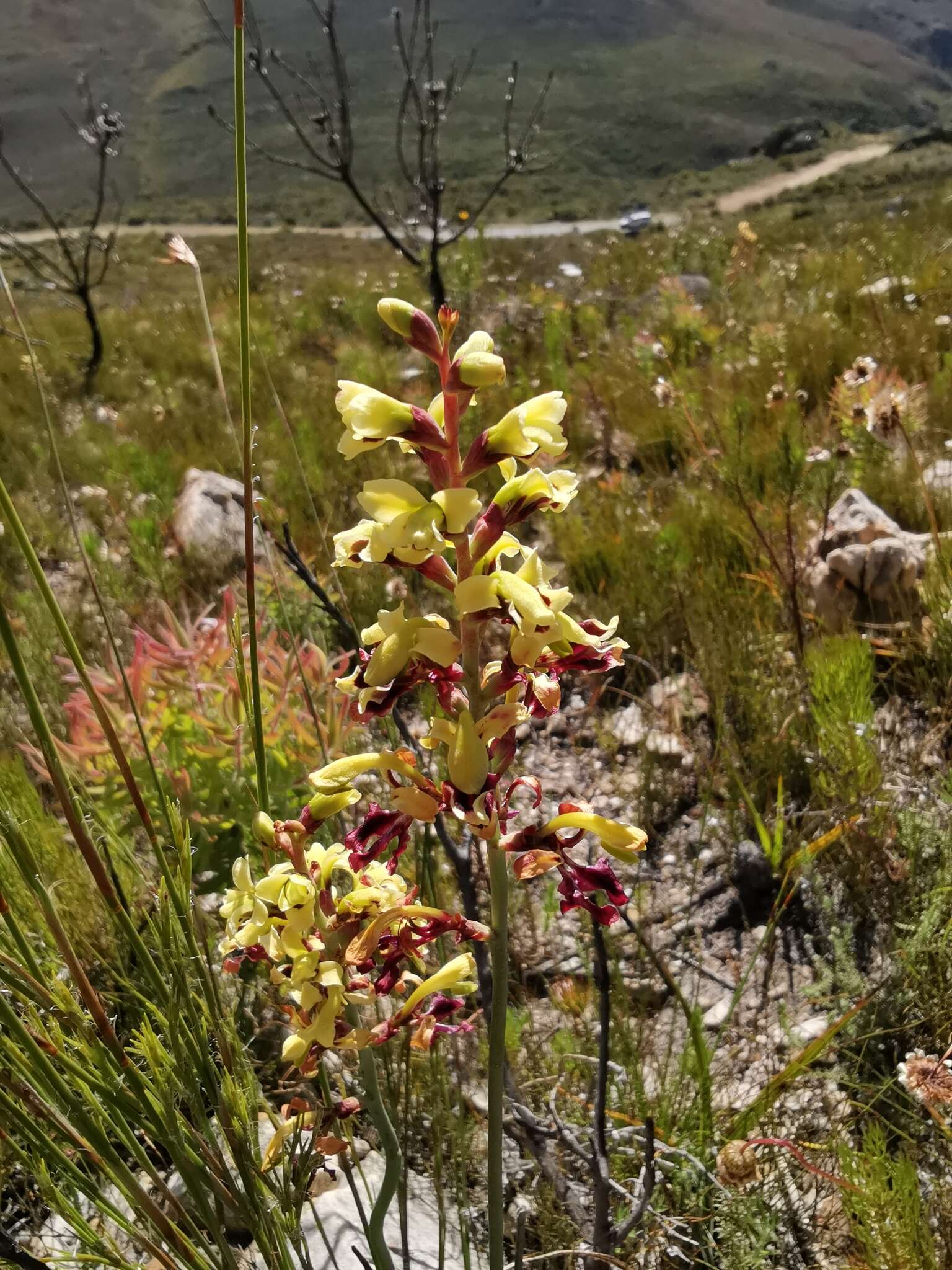 Image of Tritoniopsis parviflora (Jacq.) G. J. Lewis