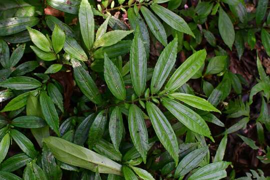 Imagem de Pilea daguensis Killip