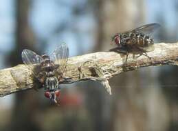 Image of Lixadmontia franki Wood 2006