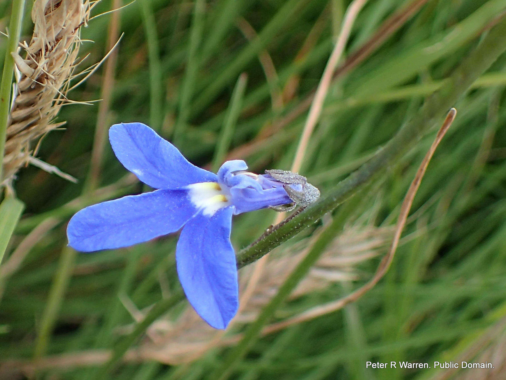 Image of Lobelia preslii A. DC.