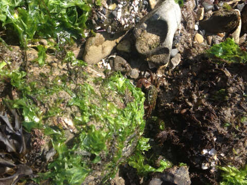 Image of striped shore crab