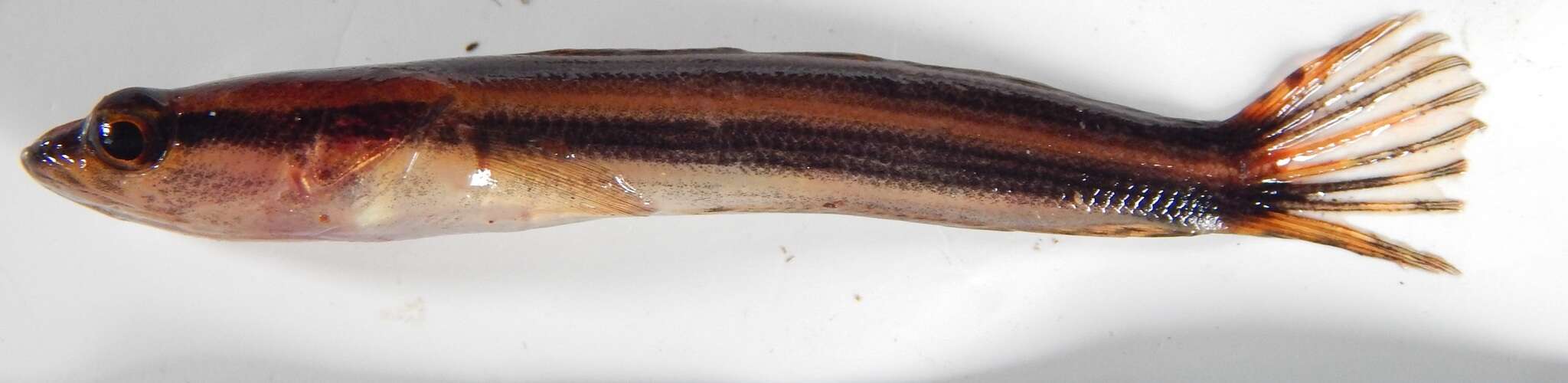 Image of Forest Snakehead