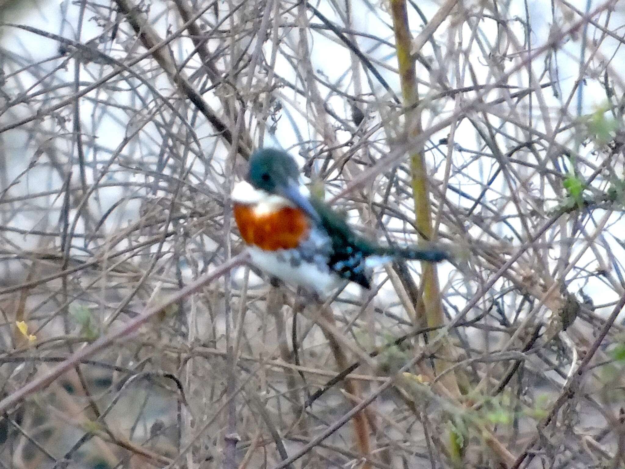 Image of Green Kingfisher