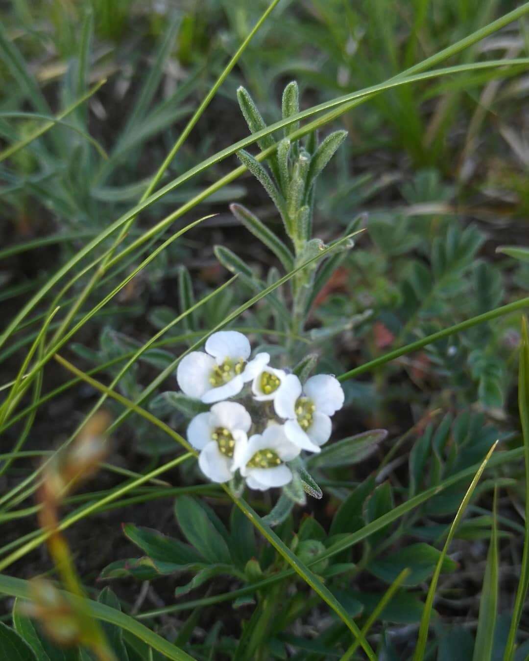 Image of Alyssum tenuifolium Stephan