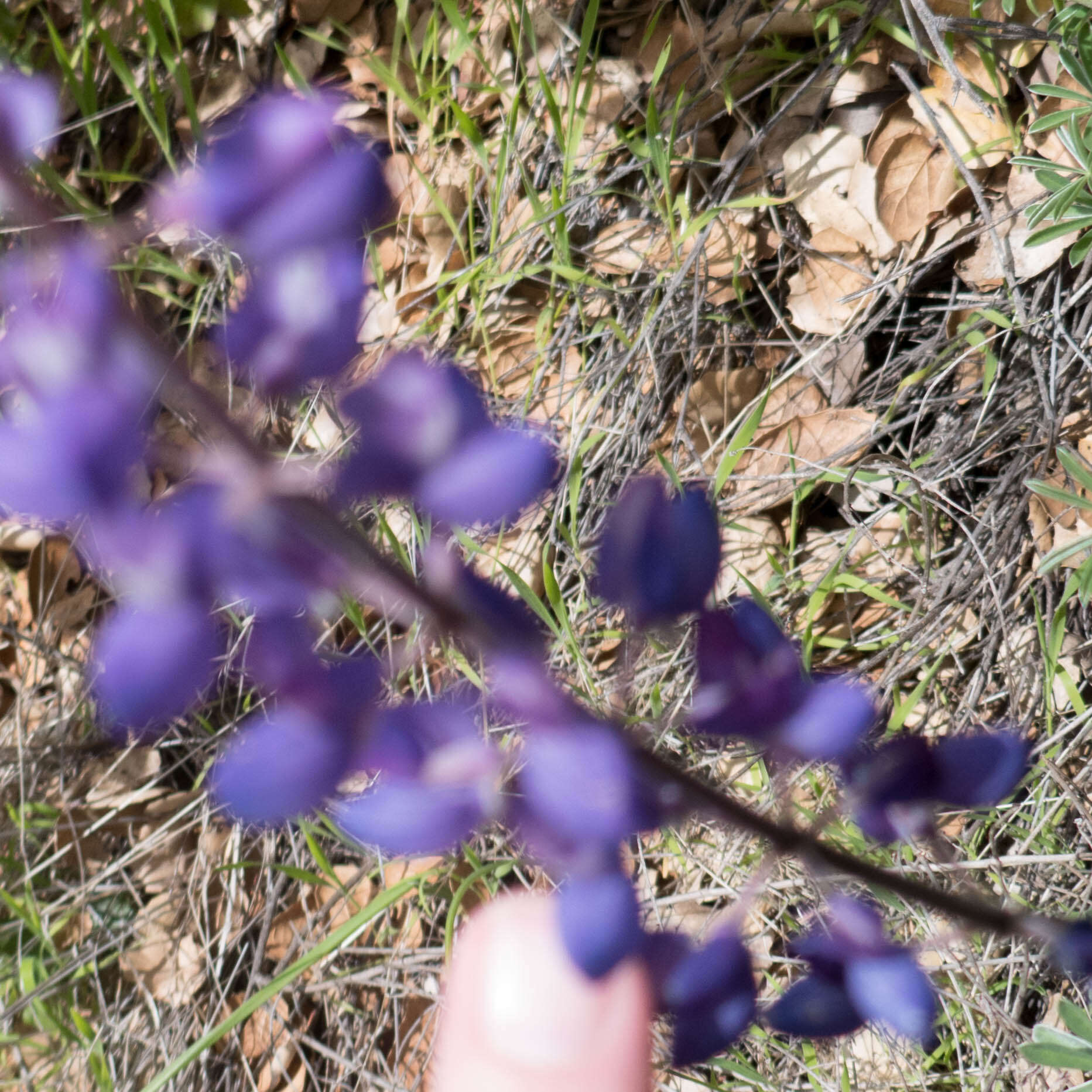 Lupinus albifrons var. albifrons的圖片