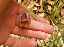 Image of Fritillaria montana Hoppe ex W. D. J. Koch