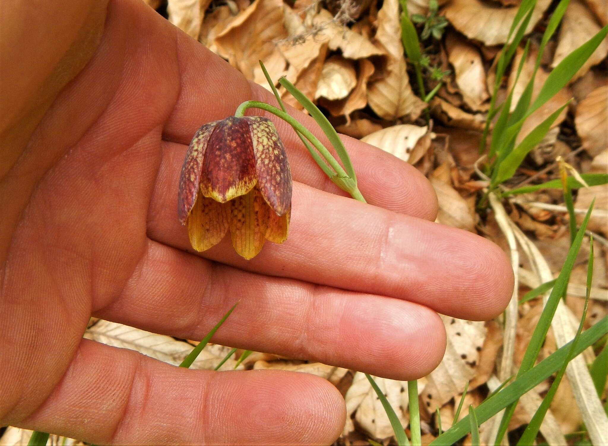 Image of Fritillaria montana Hoppe ex W. D. J. Koch