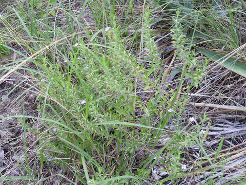 Plancia ëd Hedeoma reverchonii (A. Gray) A. Gray